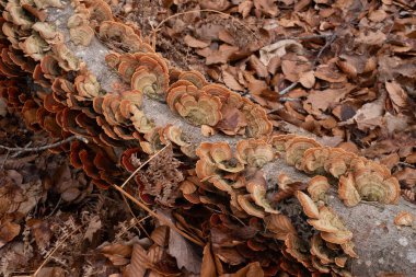 Çeşitli mantar türleri. Hem Fransa 'da hem de Batı Kanada' da orman, park ve bataklık alanlarında vuruldu..