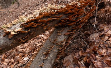 Çeşitli mantar türleri. Hem Fransa 'da hem de Batı Kanada' da orman, park ve bataklık alanlarında vuruldu..