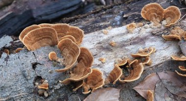 Çeşitli mantar türleri. Hem Fransa 'da hem de Batı Kanada' da orman, park ve bataklık alanlarında vuruldu..