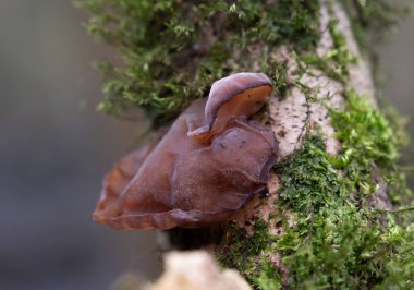 Çeşitli mantar türleri. Hem Fransa 'da hem de Batı Kanada' da orman, park ve bataklık alanlarında vuruldu..