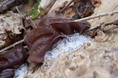 Çeşitli mantar türleri. Hem Fransa 'da hem de Batı Kanada' da orman, park ve bataklık alanlarında vuruldu..