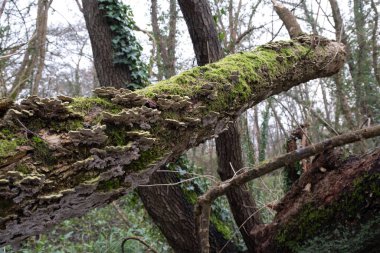 Çeşitli mantar türleri. Hem Fransa 'da hem de Batı Kanada' da orman, park ve bataklık alanlarında vuruldu..