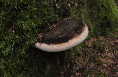 Çeşitli mantar türleri. Hem Fransa 'da hem de Batı Kanada' da orman, park ve bataklık alanlarında vuruldu..