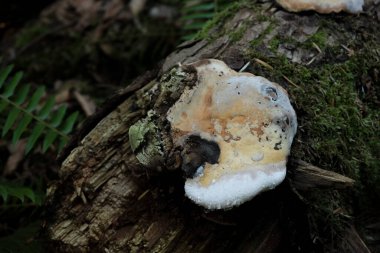Çeşitli mantar türleri. Hem Fransa 'da hem de Batı Kanada' da orman, park ve bataklık alanlarında vuruldu..