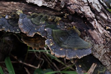 Çeşitli mantar türleri. Hem Fransa 'da hem de Batı Kanada' da orman, park ve bataklık alanlarında vuruldu..