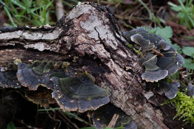 Çeşitli mantar türleri. Hem Fransa 'da hem de Batı Kanada' da orman, park ve bataklık alanlarında vuruldu..