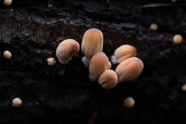 Çeşitli mantar türleri. Hem Fransa 'da hem de Batı Kanada' da orman, park ve bataklık alanlarında vuruldu..