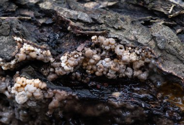 Çeşitli mantar türleri. Hem Fransa 'da hem de Batı Kanada' da orman, park ve bataklık alanlarında vuruldu..