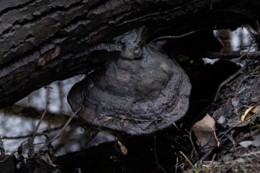 Çeşitli mantar türleri. Hem Fransa 'da hem de Batı Kanada' da orman, park ve bataklık alanlarında vuruldu..