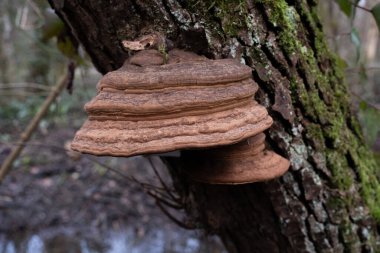Çeşitli mantar türleri. Hem Fransa 'da hem de Batı Kanada' da orman, park ve bataklık alanlarında vuruldu..