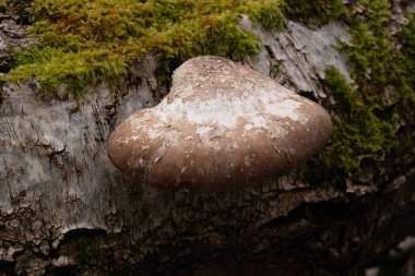 Çeşitli mantar türleri. Hem Fransa 'da hem de Batı Kanada' da orman, park ve bataklık alanlarında vuruldu..