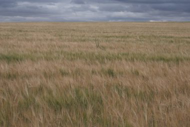 Çeşitli tarlalar, geniş topraklar ve vadiler. İlginç renkler, çizgiler ve dokularla. Fransa 'da vuruldu..