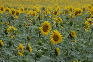 Çeşitli tarlalar, geniş topraklar ve vadiler. İlginç renkler, çizgiler ve dokularla. Fransa 'da vuruldu..