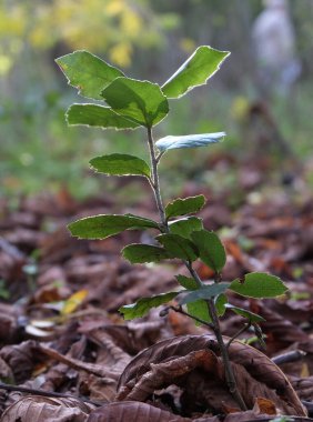 Çok çeşitli küçük bitkiler. Tüm mevsimler boyunca ormanlarda ve parklarda çekilmiş..