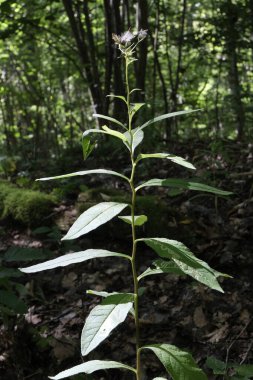 Çok çeşitli küçük bitkiler. Tüm mevsimler boyunca ormanlarda ve parklarda çekilmiş..
