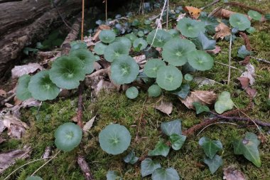 Çok çeşitli küçük bitkiler. Tüm mevsimler boyunca ormanlarda ve parklarda çekilmiş..