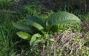 Çok çeşitli küçük bitkiler. Tüm mevsimler boyunca ormanlarda ve parklarda çekilmiş..