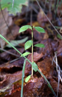 Çok çeşitli küçük bitkiler. Tüm mevsimler boyunca ormanlarda ve parklarda çekilmiş..