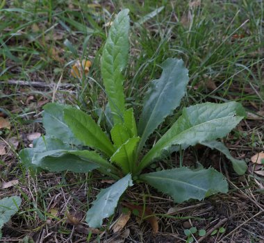 Çok çeşitli küçük bitkiler. Tüm mevsimler boyunca ormanlarda ve parklarda çekilmiş..