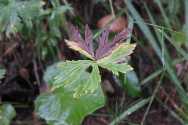 Çok çeşitli küçük bitkiler. Tüm mevsimler boyunca ormanlarda ve parklarda çekilmiş..