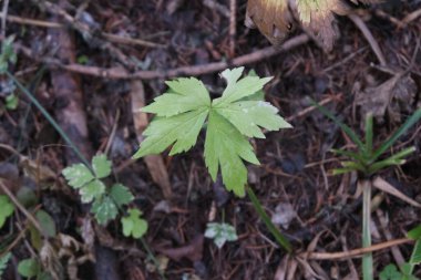 Çok çeşitli küçük bitkiler. Tüm mevsimler boyunca ormanlarda ve parklarda çekilmiş..