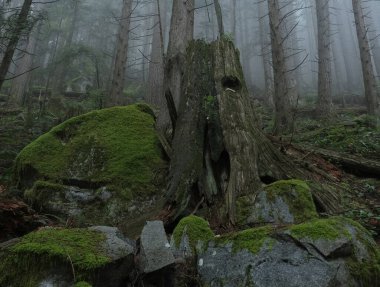 Batı Kanada 'da karanlık ve sisli bir ormanda bulunan doğal çeşitlilik. Yürüyüş sırasında çekilmiş..