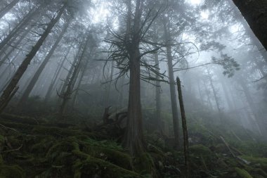 Batı Kanada 'da karanlık ve sisli bir ormanda bulunan doğal çeşitlilik. Yürüyüş sırasında çekilmiş..
