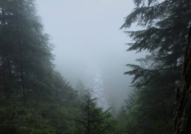 Batı Kanada 'da karanlık ve sisli bir ormanda bulunan doğal çeşitlilik. Yürüyüş sırasında çekilmiş..