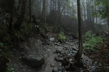Batı Kanada 'da karanlık ve sisli bir ormanda bulunan doğal çeşitlilik. Yürüyüş sırasında çekilmiş..