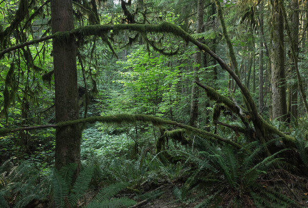 Естественное разнообразие, наблюдаемое в глубоких лесах Западной Канады. Ванкувер. Ранним утром и днем.