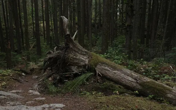 Batı Kanada 'da derin bir ormanda gözlemlenebilen doğal çeşitlilik. Vancouver. Sabah ve gündüz.