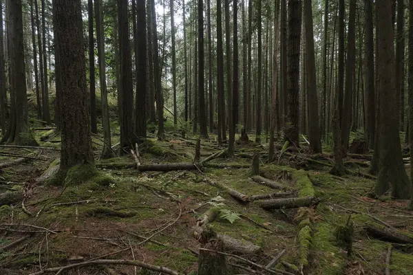Batı Kanada 'da derin bir ormanda gözlemlenebilen doğal çeşitlilik. Vancouver. Sabah ve gündüz.