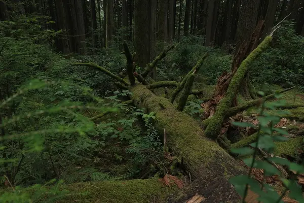 Batı Kanada 'da derin bir ormanda gözlemlenebilen doğal çeşitlilik. Vancouver. Sabah ve gündüz.