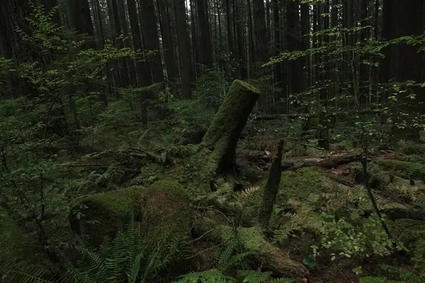 Batı Kanada 'da derin bir ormanda gözlemlenebilen doğal çeşitlilik. Vancouver. Sabah ve gündüz.