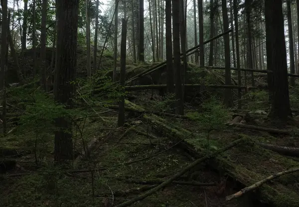 Batı Kanada 'da derin bir ormanda gözlemlenebilen doğal çeşitlilik. Vancouver. Sabah ve gündüz.