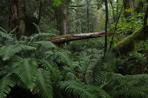Batı Kanada 'da derin bir ormanda gözlemlenebilen doğal çeşitlilik. Vancouver. Sabah ve gündüz.