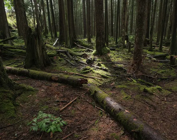 Batı Kanada 'da derin bir ormanda gözlemlenebilen doğal çeşitlilik. Vancouver. Sabah ve gündüz.
