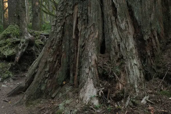 Batı Kanada 'da derin bir ormanda gözlemlenebilen doğal çeşitlilik. Vancouver. Sabah ve gündüz.