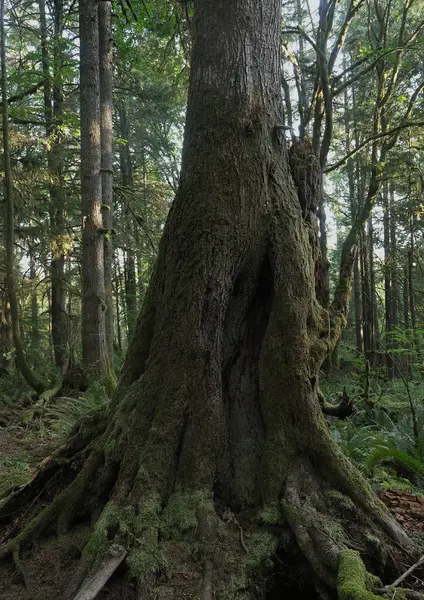 Batı Kanada 'da derin bir ormanda gözlemlenebilen doğal çeşitlilik. Vancouver. Sabah ve gündüz.