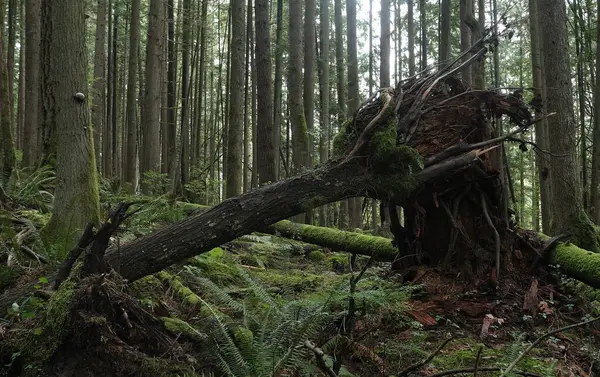 Batı Kanada 'da derin bir ormanda gözlemlenebilen doğal çeşitlilik. Vancouver. Sabah ve gündüz.