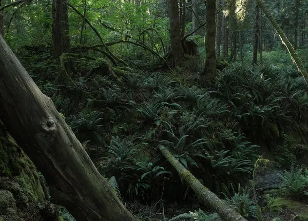 Batı Kanada 'da derin bir ormanda gözlemlenebilen doğal çeşitlilik. Vancouver. Sabah ve gündüz.
