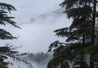 Batı Kanada 'da karanlık ve sisli bir ormanda bulunan doğal çeşitlilik. Yürüyüş sırasında çekilmiş..