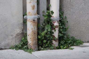 Eski köyleri ele geçiren bitkilerin çeşitliliği. Duvarlarda, merdivenlerde, borularda, girişlerde, farklı yapılarda, nehirlerde, yollarda ve daha fazlasında. Çoğunlukla yabani bitkilerde. Eski Fransız köylerinde vuruldu..