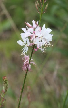 Yabani çiçekler. Çoğunlukla ormanlarda, ovalarda, eski şehirlerde ve birkaç küçük şehirde çekilmiş. Fransa.