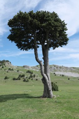 Vercors Vadisi, Fransa 'da bulunan doğal çeşitlilik. Yükseklikte tırmanırken gözlemlenen bitki katmanlarının çeşitliliği.