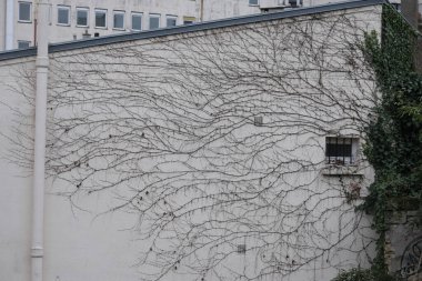 Kışın bitkilere tırmanıyor, çeşitli elementleri ele geçiriyordu. Köy ve mezarlık alanlarında vuruldu.