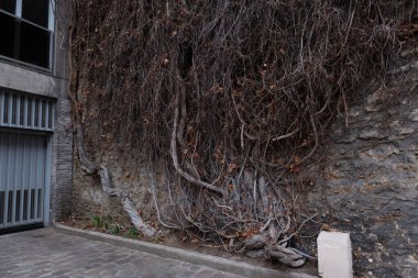 Kışın bitkilere tırmanıyor, çeşitli elementleri ele geçiriyordu. Köy ve mezarlık alanlarında vuruldu.