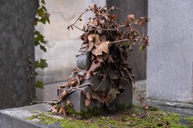 Kışın bitkilere tırmanıyor, çeşitli elementleri ele geçiriyordu. Köy ve mezarlık alanlarında vuruldu.