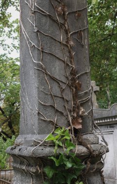 Kışın bitkilere tırmanıyor, çeşitli elementleri ele geçiriyordu. Köy ve mezarlık alanlarında vuruldu.