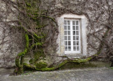 Kışın bitkilere tırmanıyor, çeşitli elementleri ele geçiriyordu. Köy ve mezarlık alanlarında vuruldu.
